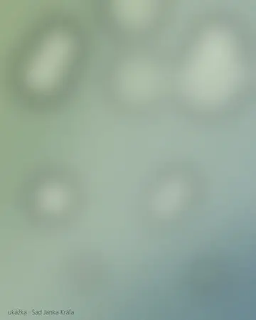 Alej stromov v Sade Janka Kráľa v Petržalke